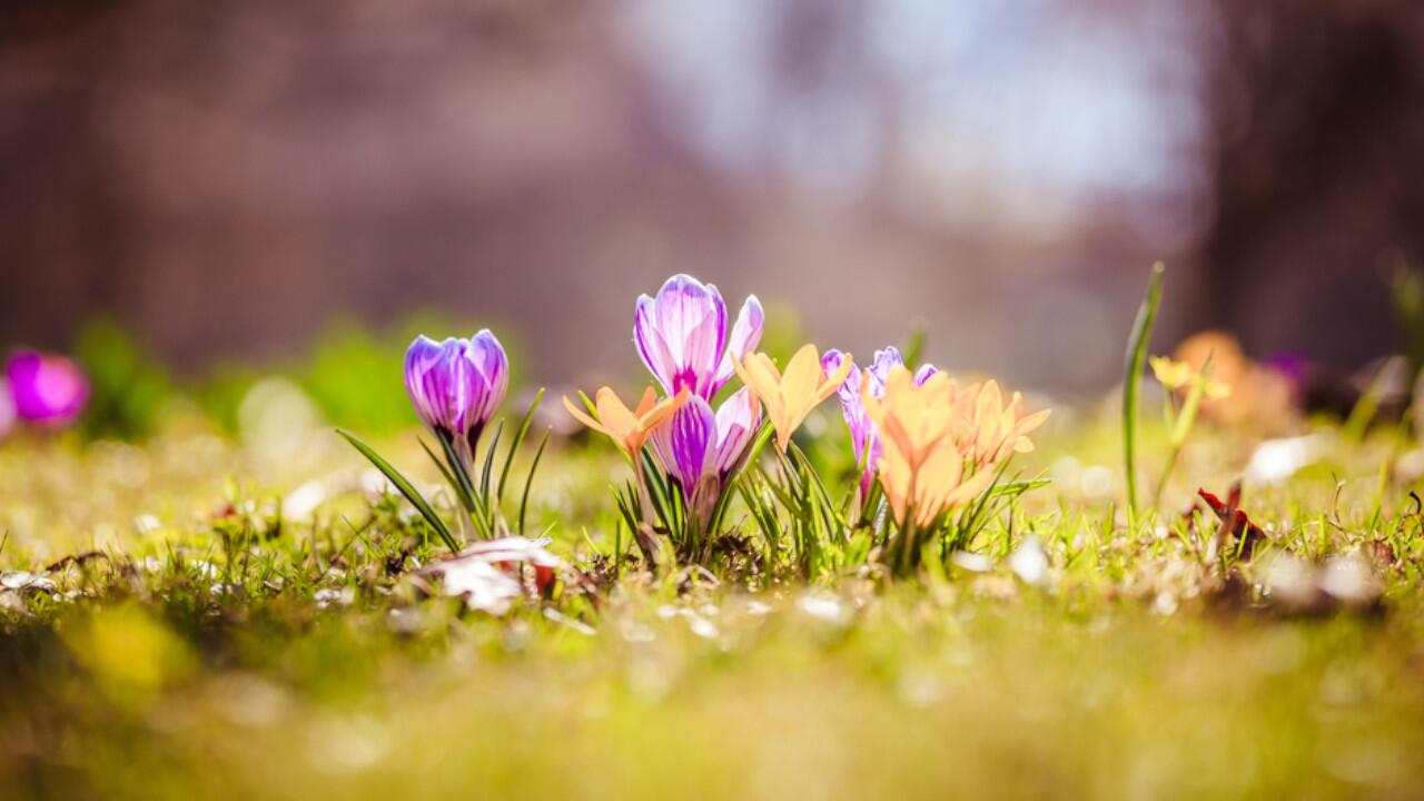 Krokusse, Tulpen, Narzissen: Welche Frühlingsblumen unter Naturschutz stehen