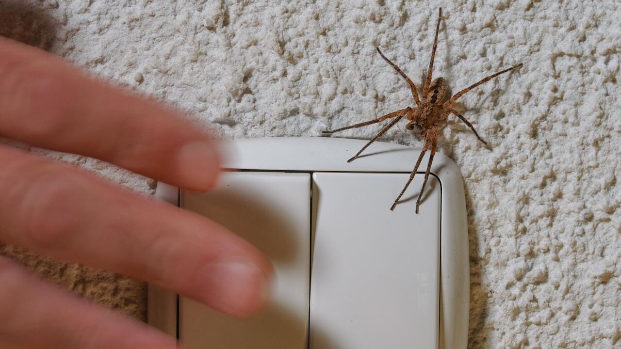 Nosferatu-Spinne breitet sich aus: Wie gefährlich ist die invasive Spinnenart?