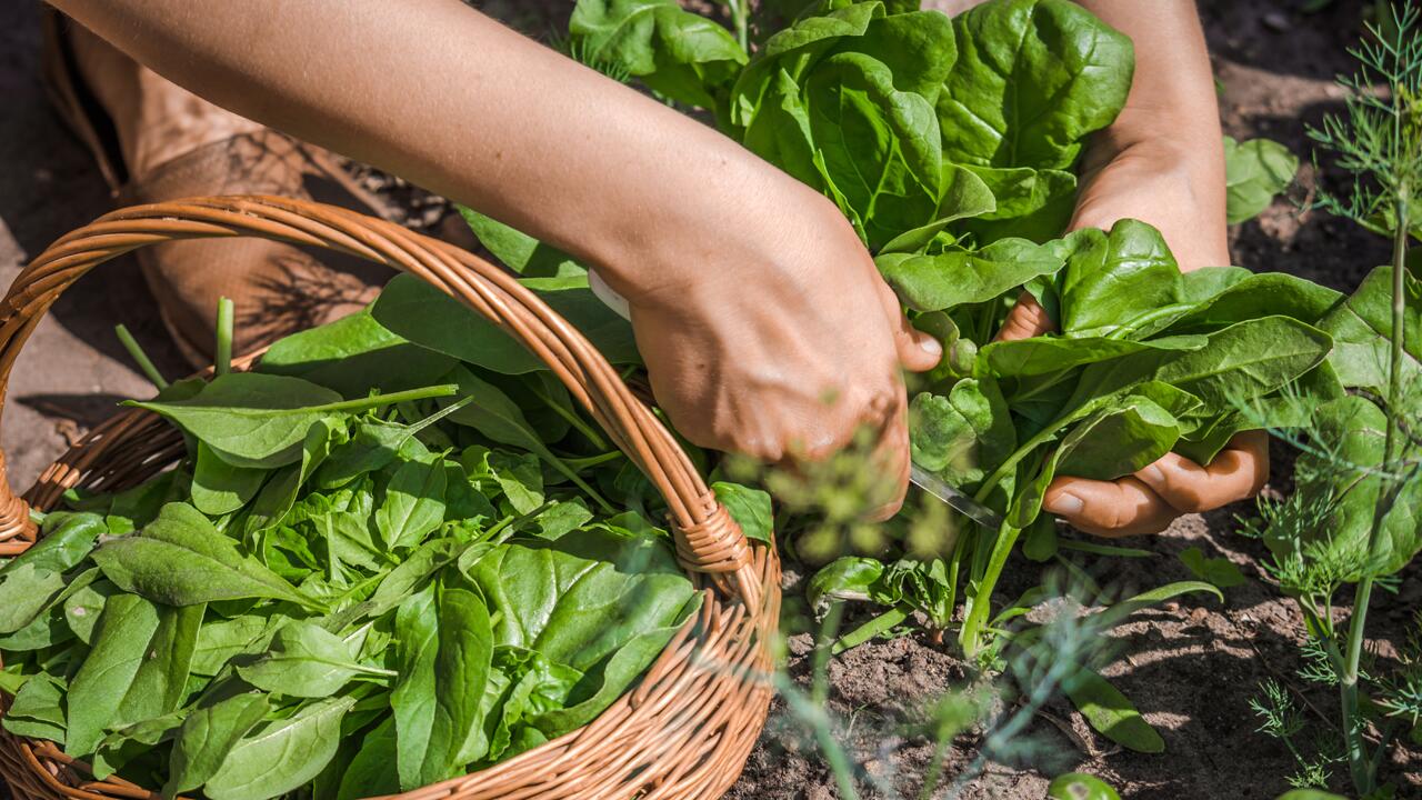 Spinat anpflanzen: So gelingt's – von Aussaat bis Ernte